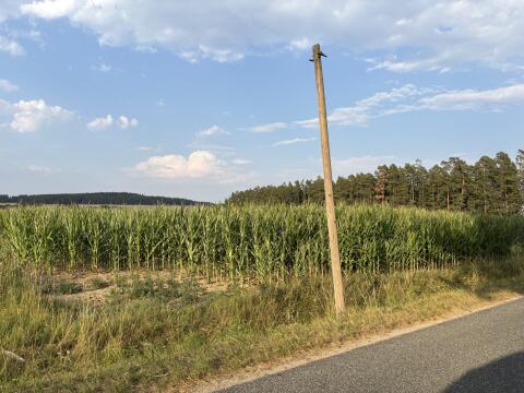 Silomais ab Feld