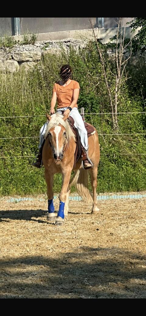 4-jähriger Haflinger-Wallach
