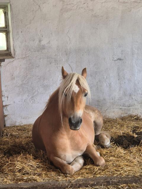 Haflinger Stute, 3-jährig