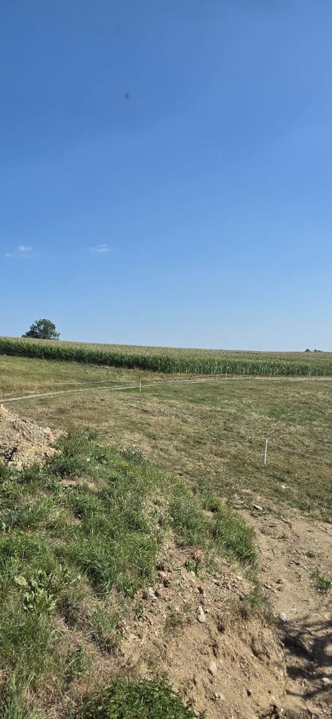 Maissilage zu verkaufen, Ernte 2026