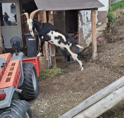 Bock