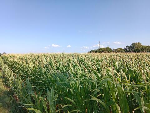 Silomais ab Feld