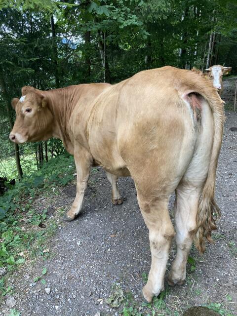 Bio-Limousin-Kalbin, genetisch hornlos
