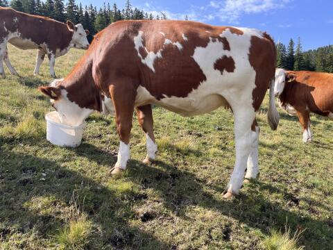 Mehrere trächtige Bio-Fleckvieh-Kalbinnen zu verkaufen