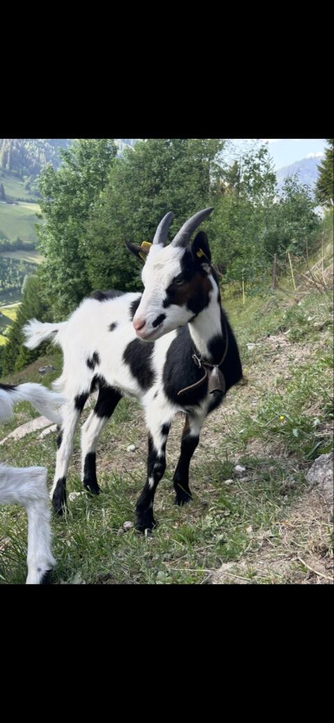 Tauernschecken-Kitz weiblich