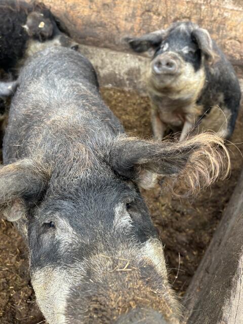 Bio Mangalitza