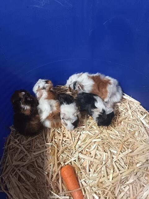 Meerschweinchen zu verschenken