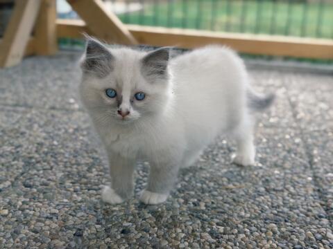 Ragdoll