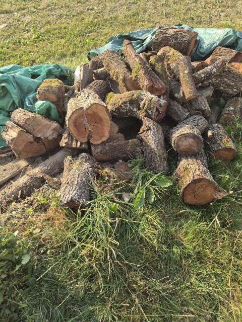 Holz