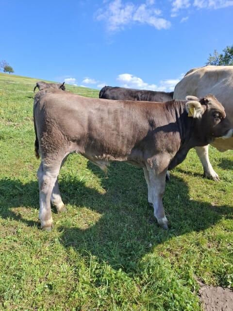 Bio Original Braunvieh Stier zum Ausleihen, Kaufen
