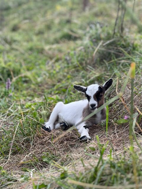Mini Zwergziegen
