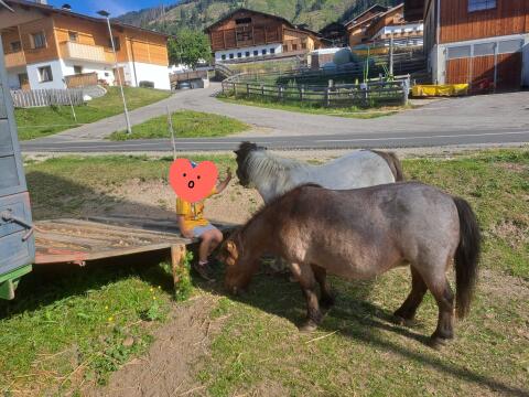 Mini-Shetty-Stuten