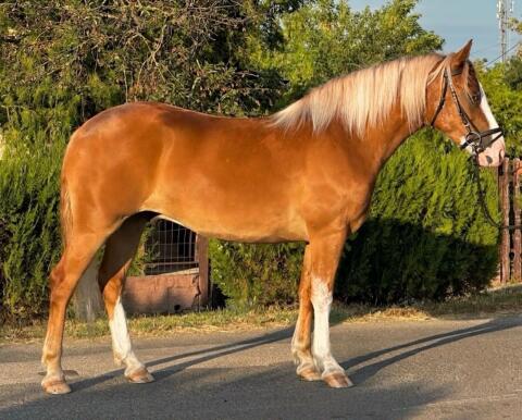 4-jähriger Haflinger-Mix-Wallach