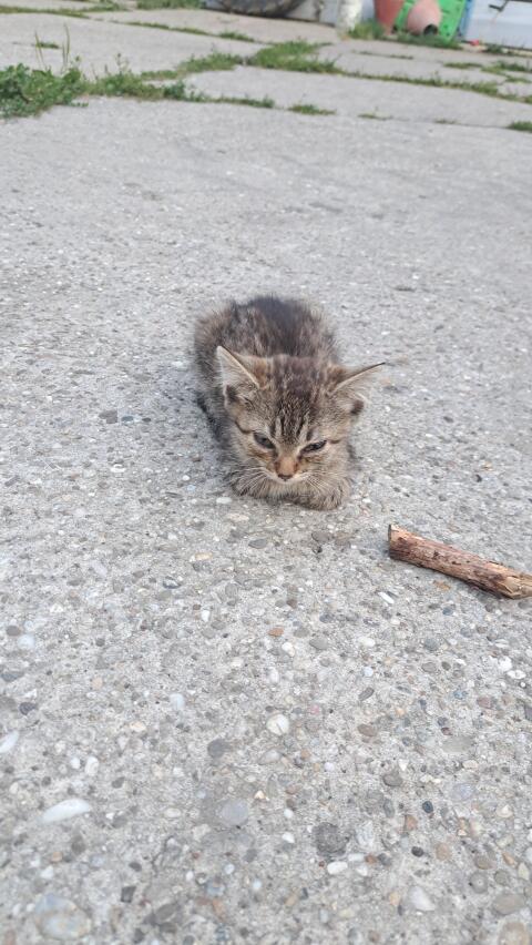 Babykatzen