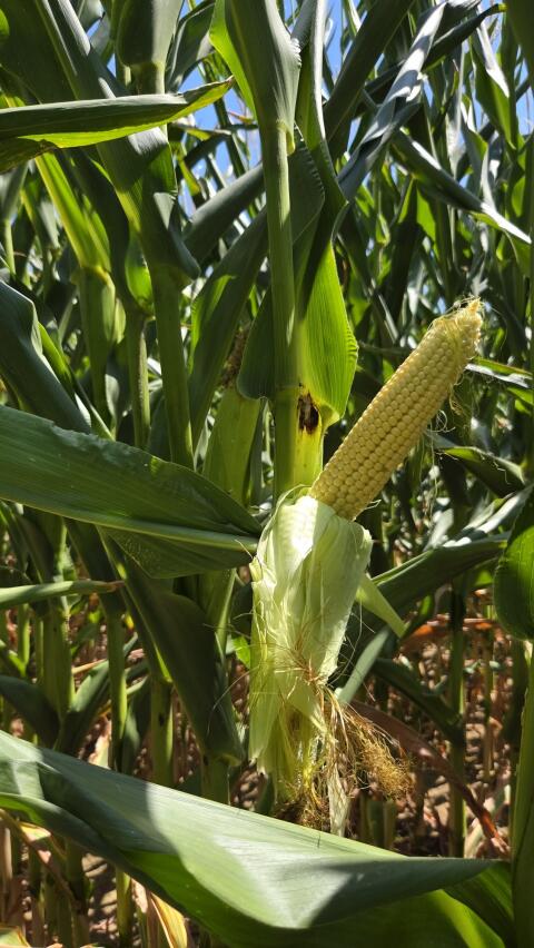 Silomais ab Feld