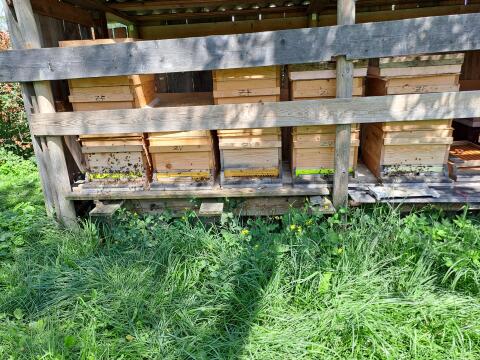 Bienen
