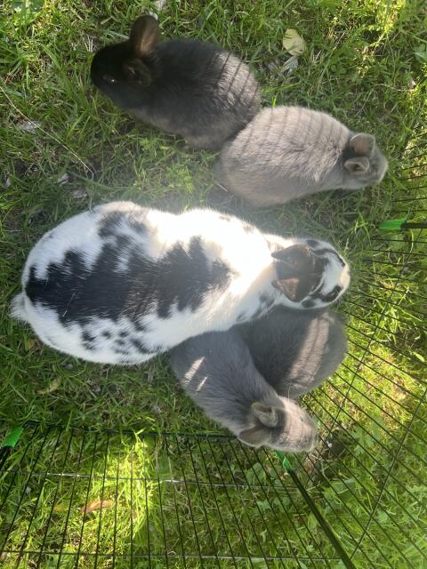 Kaninchen