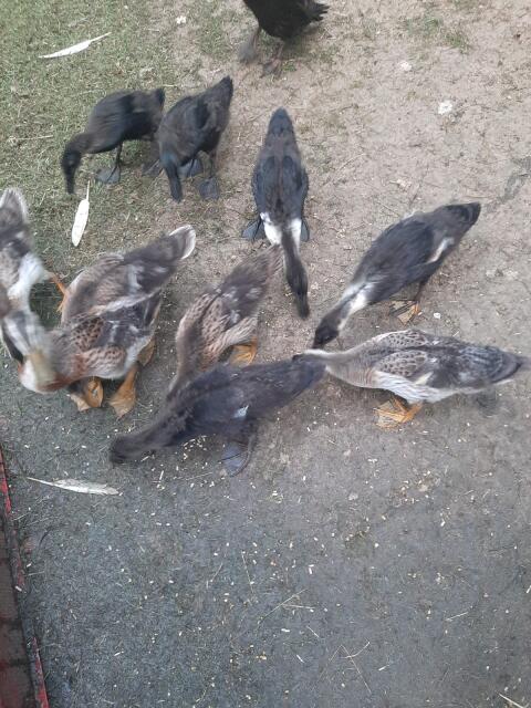 Enten