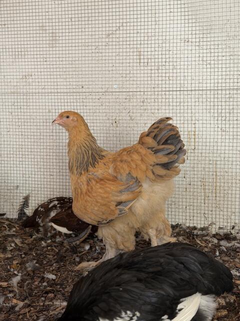 Brahma GBC