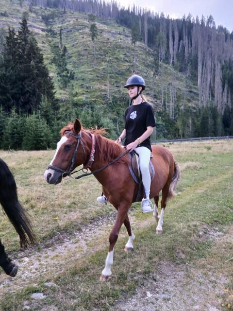 Reitpferd