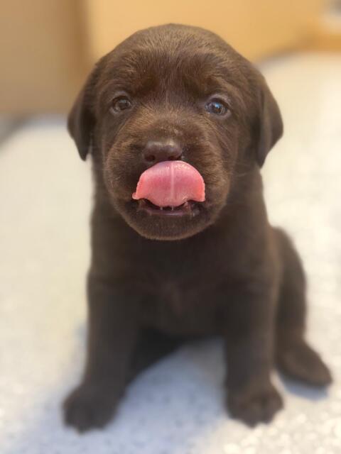 Labradorwelpen aus liebevoller Familienzucht