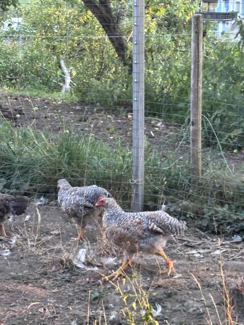 Bielefelder Kennhuhn-Hahn
