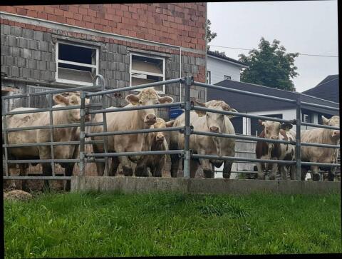 Charolais Kalbinnen