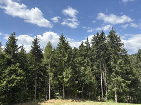 4,5 ha Wald nahe Grein zu verkaufen