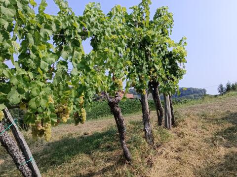 Landwein
