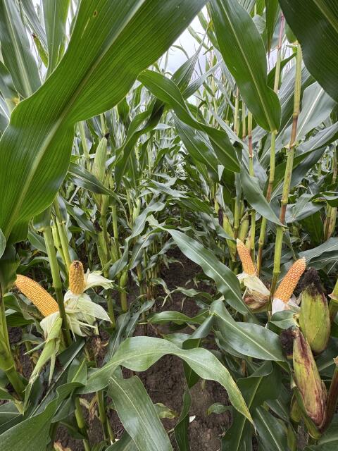 Hochwertiger Mais für deine Silage, CCM oder Grünnutzung