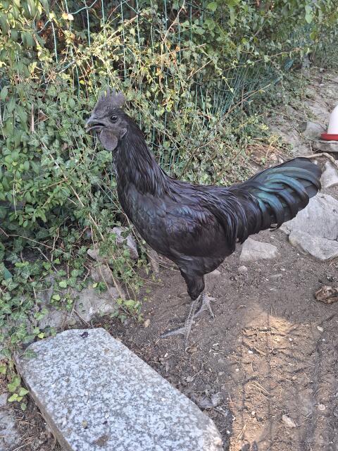 Ayam Cemani Hahn