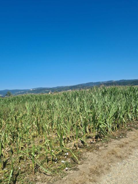 Silomais