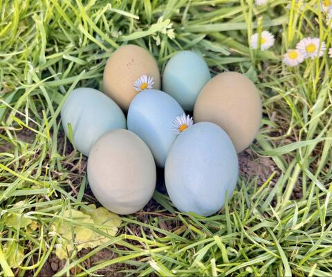 Blaue, grüne, olive Bruteier Ameraucana, Araucana, Silverudds Blå