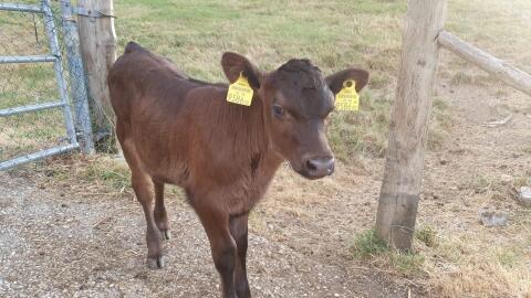 Bio-Angus-Kalb