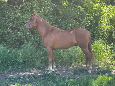 Hübscher 3-jähriger Vollblutaraberhengst