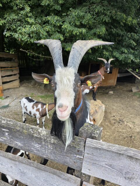 Tauernscheckenbock Maik
