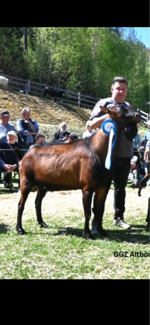 GGZ-Bock