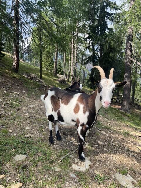 Tauernschecken-Ziege 2a