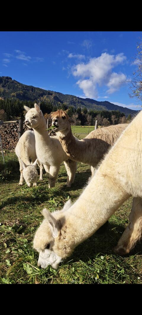 Alpakas, Suri und Huacaya