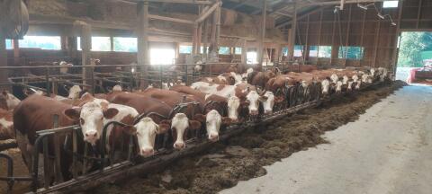 Kühe