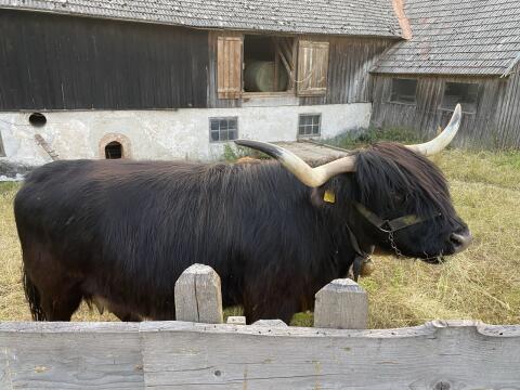 Verk. trächtige Hochlandrind-Mutterkuh mit Kalb, BIO