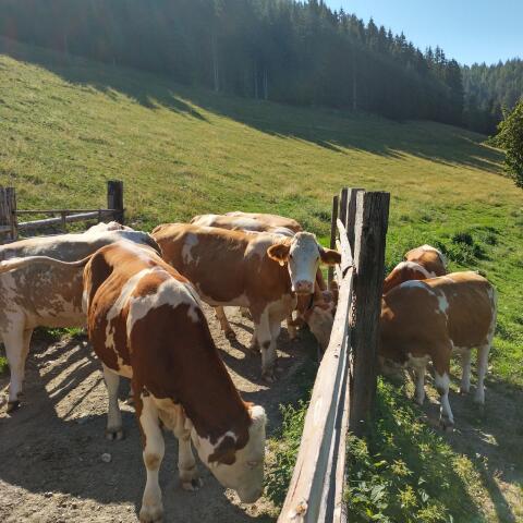 Fleckvieh-Kalbinnen trächtig