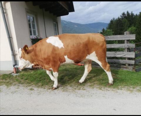 Schöne trächtige FV-Kalbin zu verkaufen
