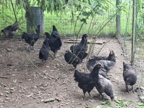 Junge Australorp