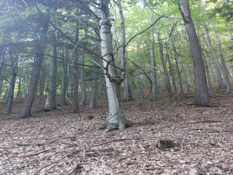 Wald