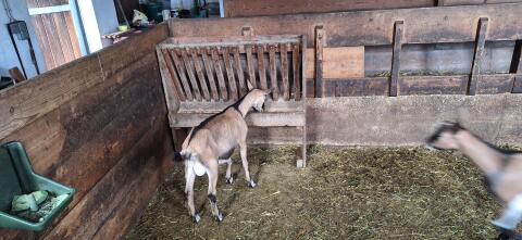 Jungbock