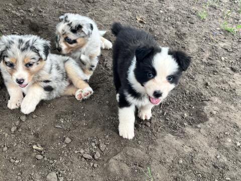 Australian Shepherd
