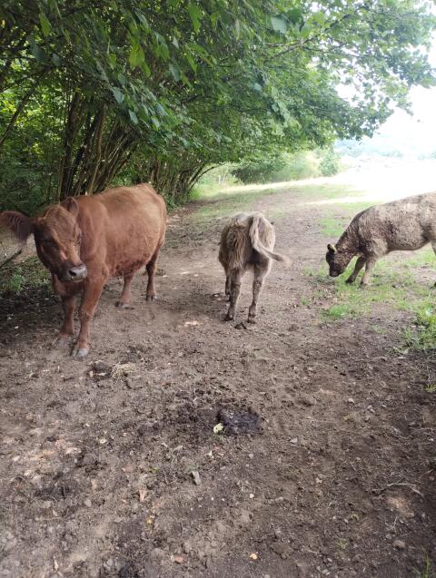 Galloways mit Kalb bei Fuß
