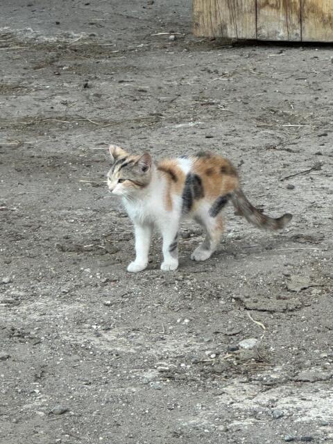 Babykatzen