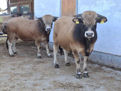 Aubrac-Herdebuchstiere